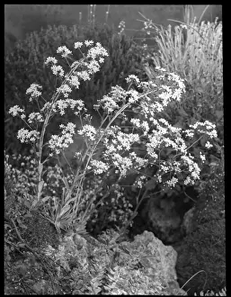 Saxifraga Cotyledon Pyramidalis Icelandica