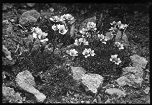 Stonebreakers Prints: Saxifraga Elizabethe