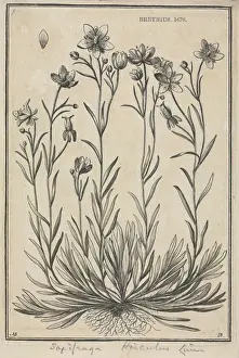 Saxifragaceae Prints: Saxifraga hirculus, Marsh saxifrage