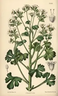 Saxifraga Prints: Saxifraga latepetiolata, white saxifrage native of Spain