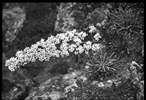 Saxifraga Lingulata in the Malby garden