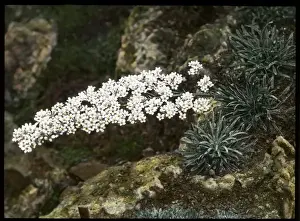 Rockery Prints: Saxifraga Lingulata in the Malby garden