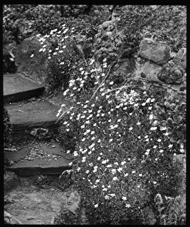 Rockery Prints: Saxifraga Palmata, growing by steps