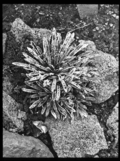 Malby Prints: Saxifraga Paradoxa