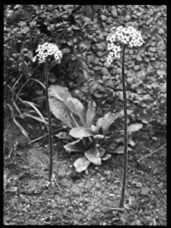 Saxifraga Peltata (Umbrella Plant)