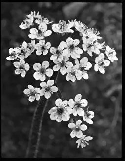 Malby Prints: Saxifraga Peltata (Umbrella Plant)