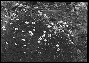 Stonebreakers Prints: Saxifraga Rosacea (Irish Saxifrage)
