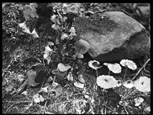 Alpina Gallery: Saxifraga Rotundifolia and Soldanella Alpina
