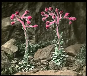 Buds Prints: Saxifraga Stribrnyi