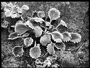 Stonebreakers Prints: Saxifraga Umbrosa Pectinata