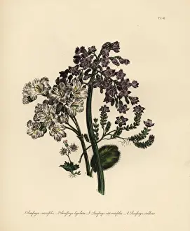 Saxifragus species