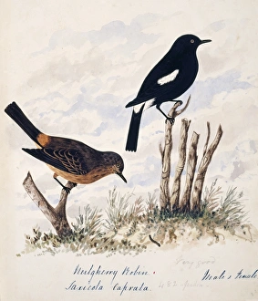 Saxiola caprata, pied bushchat Saxiola caprata, pied bushchat