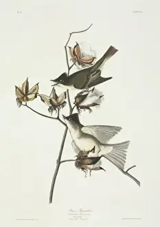 Malvaceae Prints: Sayornis phoebe, eastern phoebe