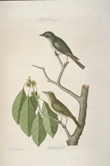 Brow Prints: Sayornis phoebe, eastern phoebe, Vireo olivaceus, red-eyed v