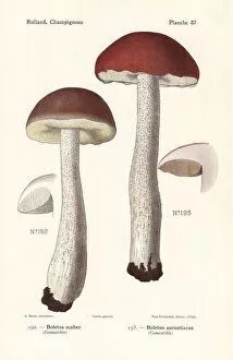 Fungus Collection: Scaber stalk mushrooms