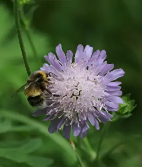 Scabiosa columbaria, scabious