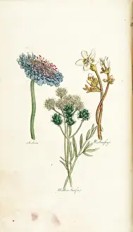 1820 Prints: Scabious, Meadow Saxifrage, White Saxifrage