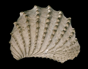Bivalve Collection: Scabrotrigonia thoracica, bivalve