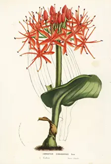 Gabon Prints: Scadoxus cinnabarinus from Gabon, Africa