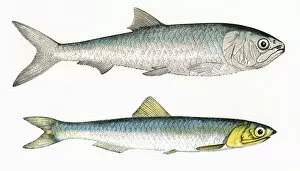 Alosa Collection: Scale-Finned Shad and European Anchovy