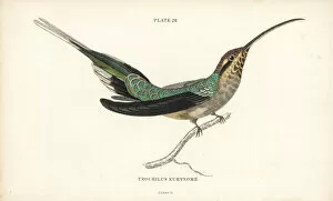 Trochilus Collection: Scale-throated hermit, Phaethornis eurynome