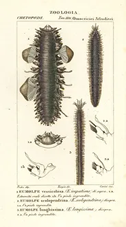 Scaleworms or segmented worms Scaleworms or segmented worms