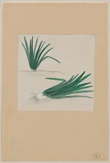 Scallions with plant growing in the background