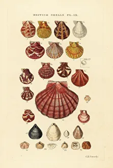 Scallops, Pecten maximus, Terebratula, Argiope, etc