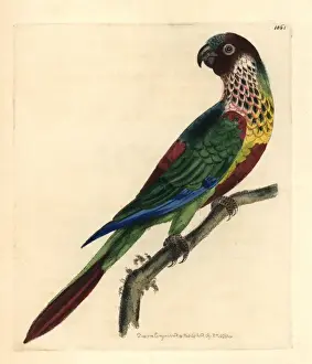 Scaly-breasted lorikeet, Trichoglossus chlorolepidotus