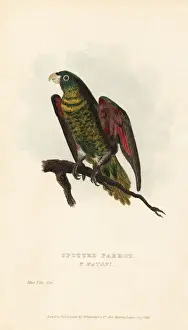 Psittacus Prints: Scaly-breasted lorikeet, Trichoglossus chlorolepidotus