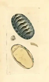 Scaly Prints: Scaly chiton, Chiton squamosus