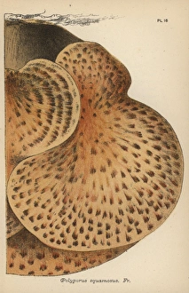 Scaly polypore, Polyporus squamosus Scaly polypore, Polyporus squamosus