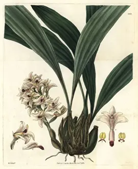 Scaly Prints: Scaly xylobium orchid, Xylobium squalens
