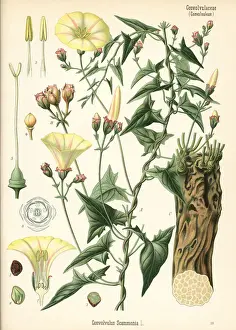 Scammony bindweed, Convolvulus scammonia