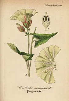 Scammony, Convolvulus scammonia
