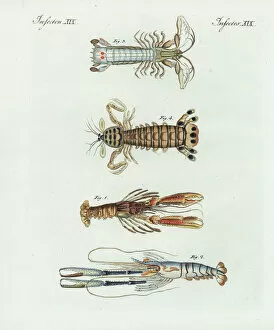 Crustacean Collection: Scampi, shrimp, crayfish, and mantis shrimp
