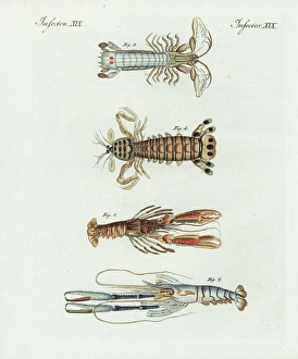 Crustacean Collection: Scampi, shrimp, crayfish, and mantis shrimp