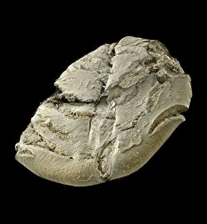 Micro Photography Gallery: Oats