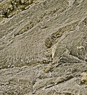 Texture Prints: Oats