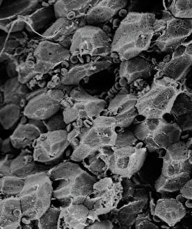 Abstract Prints: Liver