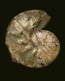Ammonoid Gallery: Scaphites nodosus, ammonite