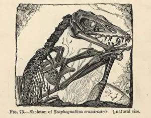 Paleontology Prints: Scaphognathus crassirostris skeleton