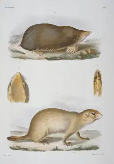 Faced Prints: Scaptochirus moschatus, short-faced mole