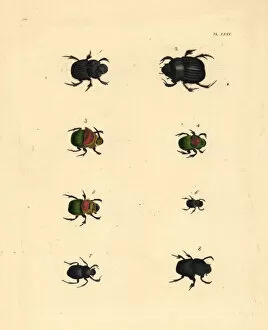 Laevis Collection: Scarab beetles