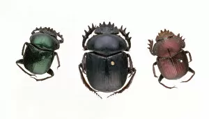 Arthropoda Gallery: Scarab beetles