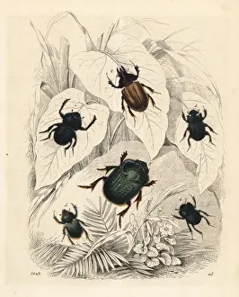 Scarab Prints: Scarab and dung beetles