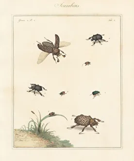 Scarab, minotaur, dung beetles, etc