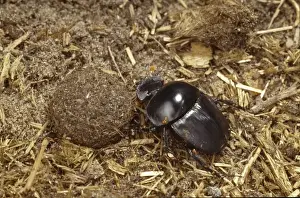 Scarab Prints: Scarabaeus rusticus, dung beetle