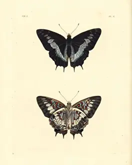 Charaxes Prints: Scarce forest emperor, Charaxes etesipe