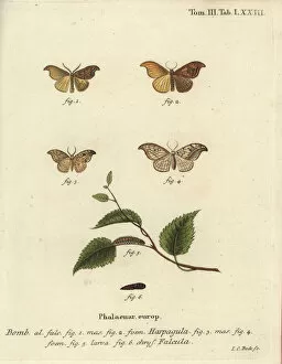 Phalaena Collection: Scarce hook-tip and pebble hook-tip